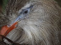 MG 1353 : Birds, Cotswold Wildlife Park