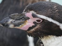 MG 1362 : Cotswold Wildlife Park, Pinguins