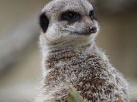 MG 1365 : Cotswold Wildlife Park