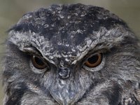 MG 1372 : Uilen, Cotswold Wildlife Park