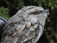 Cotswold Wildlife Park