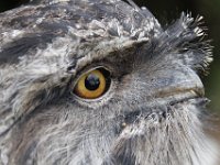 MG 1385 : Uilen, Cotswold Wildlife Park