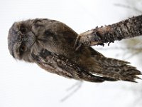 MG 1397 : Uilen, Cotswold Wildlife Park