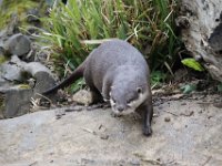 MG 1401 : Cotswold Wildlife Park, Otters