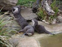 MG 1428 : Cotswold Wildlife Park, Otters