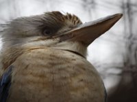 MG 1434 : Cotswold Wildlife Park, Kookaburra
