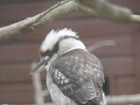 MG 1436 : Cotswold Wildlife Park, Kookaburra