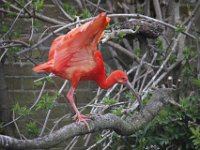 MG 1446 : Cotswold Wildlife Park, Scarlet Ibis