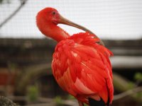 MG 1447 : Cotswold Wildlife Park, Scarlet Ibis
