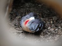 MG 1454 : Cotswold Wildlife Park, Luzon Bleeding-Heart Pigeon