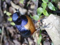 MG 1458 : Cotswold Wildlife Park, Hildebrandt's Starling