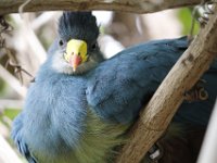 MG 1462 : Cotswold Wildlife Park, Great Blue Touraco