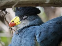MG 1464 : Cotswold Wildlife Park, Great Blue Touraco