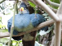 MG 1465 : Cotswold Wildlife Park, Great Blue Touraco