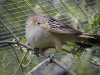 MG 1473 : Cotswold Wildlife Park, Koekkoek