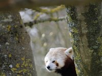 MG 1490 : Cotswold Wildlife Park, Red Panda