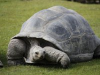 MG 1500 : Cotswold Wildlife Park