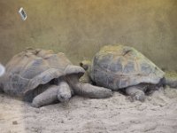 MG 1504 : Cotswold Wildlife Park