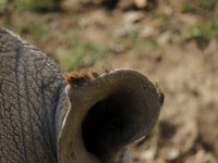MG 1515 : Cotswold Wildlife Park, Witte Neushoorn
