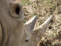 MG 1517 : Cotswold Wildlife Park, Witte Neushoorn