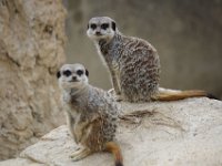 MG 1529 : Cotswold Wildlife Park, Meerkats (Stokstaartje)