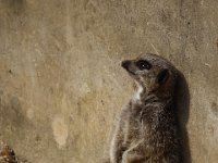 MG 1534 : Cotswold Wildlife Park, Meerkats (Stokstaartje)