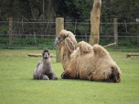 MG 1536 : Cotswold Wildlife Park, Camels