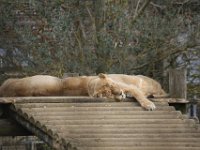 MG 1539 : Lions, Cotswold Wildlife Park