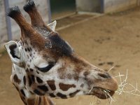 MG 1551 : Giraffe, Cotswold Wildlife Park