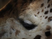 MG 1552 : Giraffe, Cotswold Wildlife Park