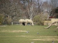 MG 1554 : Cotswold Wildlife Park, Witte Neushoorn