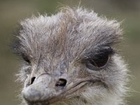 MG 1564 : Cotswold Wildlife Park, Struisvogels