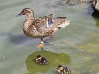 MG 1574 : Cotswold Wildlife Park, Eenden