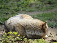 MG 1578 edTMP-1 : Wolves, Cotswold Wildlife Park