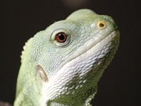 MG 1608 : Lizards, Cotswold Wildlife Park