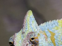 MG 1614 : Lizards, Cotswold Wildlife Park