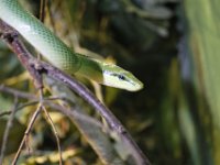 MG 1633 : Cotswold Wildlife Park, Snakes