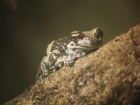 MG 1636 : Frogs, Cotswold Wildlife Park