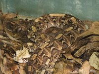 MG 1641 : Cotswold Wildlife Park, Snakes