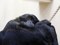 MG 1647 : Cotswold Wildlife Park, Monkeys