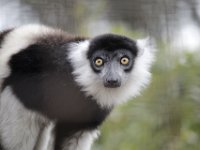 MG 1658 : Cotswold Wildlife Park, Lemurs