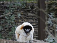 MG 1669 : Cotswold Wildlife Park, Lemurs