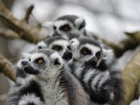 MG 1685 : Cotswold Wildlife Park, Lemurs