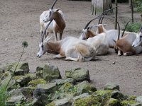 Antilopeneieren : Dierenpark Amersfoort