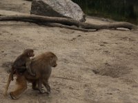 Baviaan1 : Dierenpark Amersfoort
