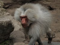 Baviaan2 : Dierenpark Amersfoort