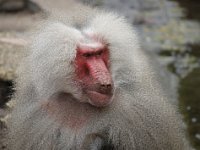 Baviaan3 : Dierenpark Amersfoort