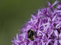 Bij1 : Dierenpark Amersfoort