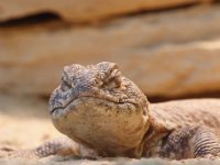 Gekko : Dierenpark Amersfoort