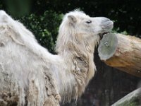 Kameel2 : Dierenpark Amersfoort